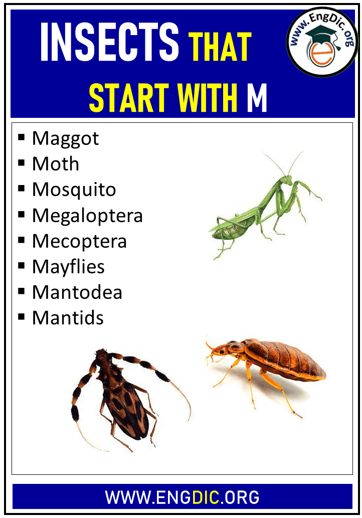 insects that start with m