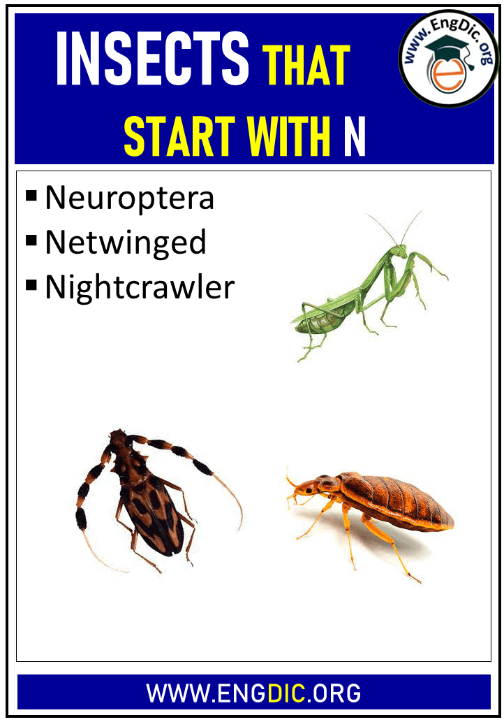 Insects That Start With The Letter 'N' - EngDic