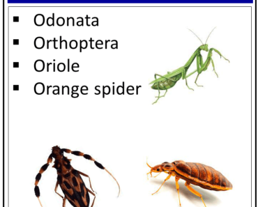 Insects That Start With The Letter ‘O’