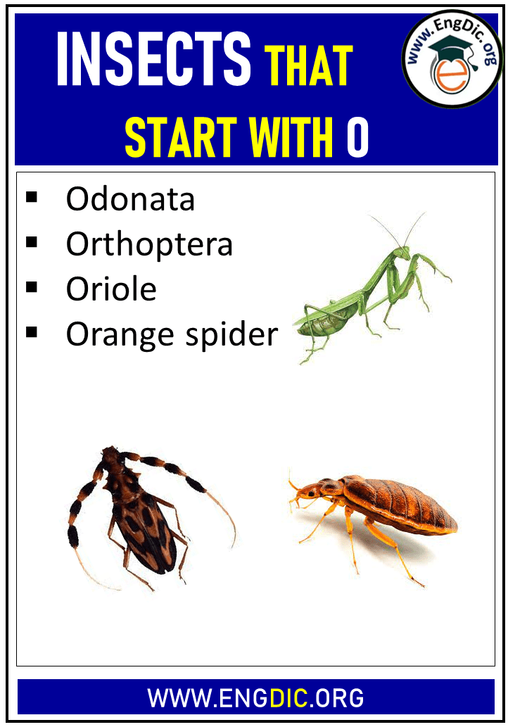 insects that start with o