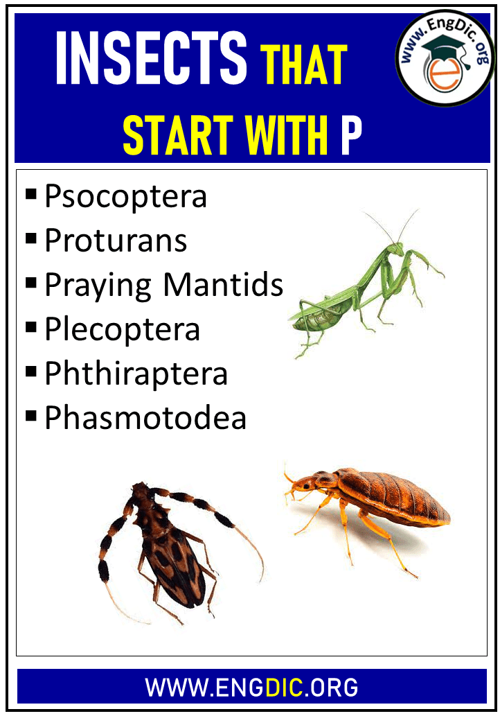 insects that start with p