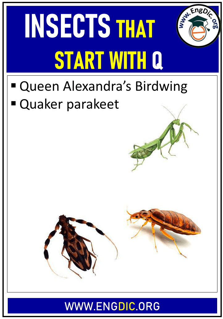 insects that start with q