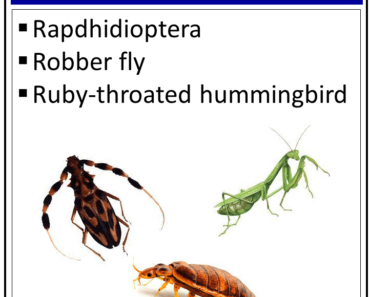 Insects That Start With The Letter ‘R’