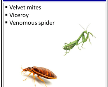 Insects That Start With The Letter ‘V’