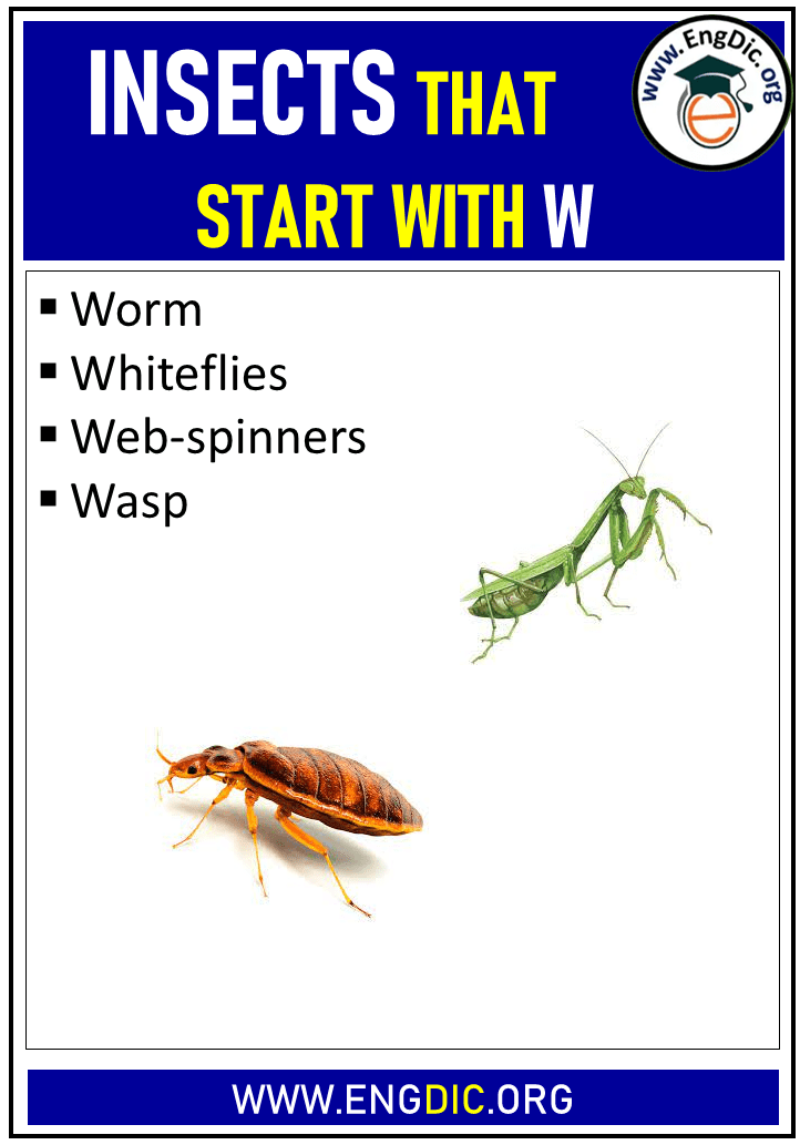 insects that start with w