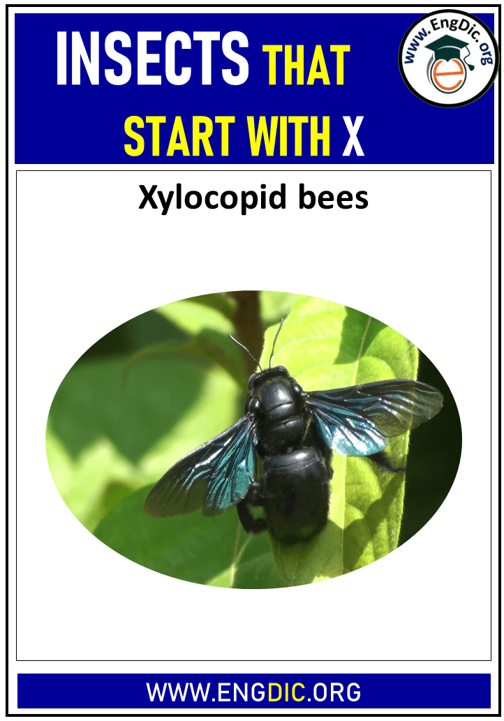 insects that start with x