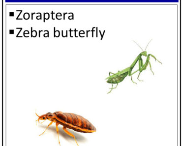 Insects That Start With The Letter ‘Z’