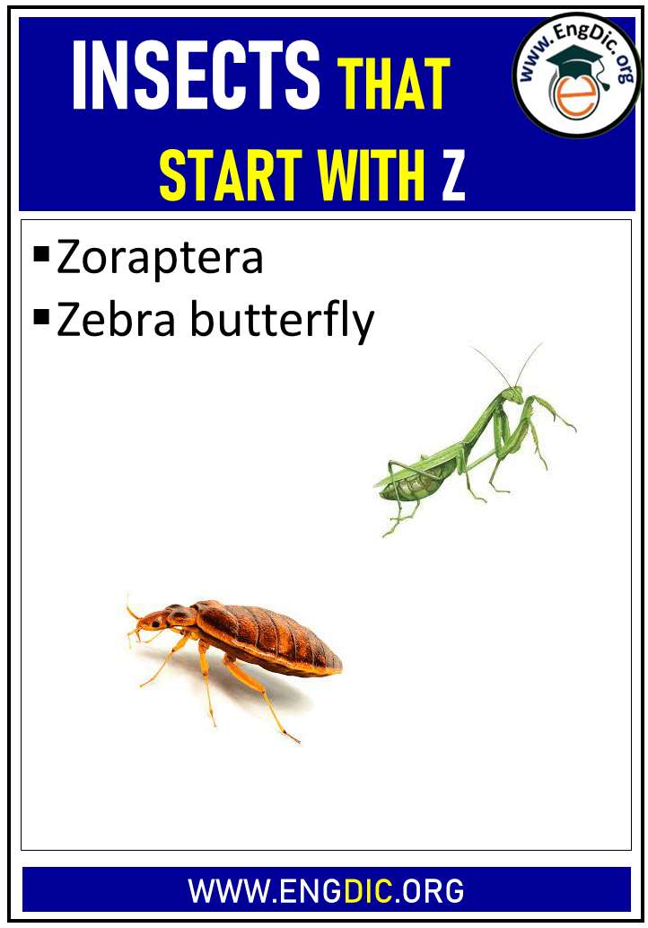 insects that start with z