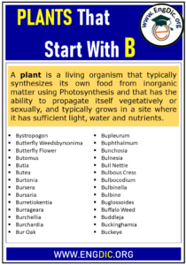 1000+ Plants That Start With B (Complete List) - EngDic