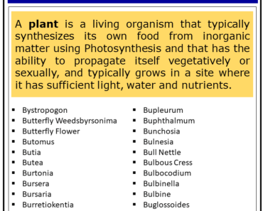 1000+ Plants That Start With B (Complete List)