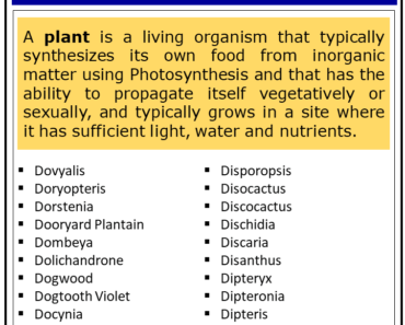 500+ Plants That Start With D (Complete List)