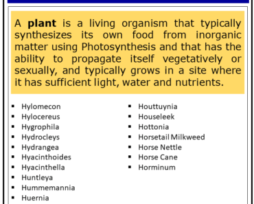 1000+ Plants That Start With H (Complete List)