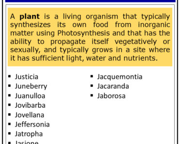 350+ Plants That Start With J (Complete List)