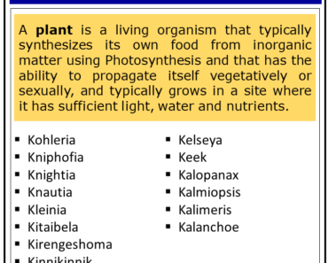 Plants That Start With K