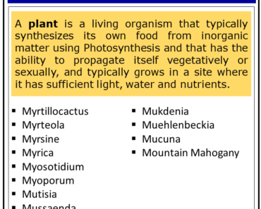 plants that start with x