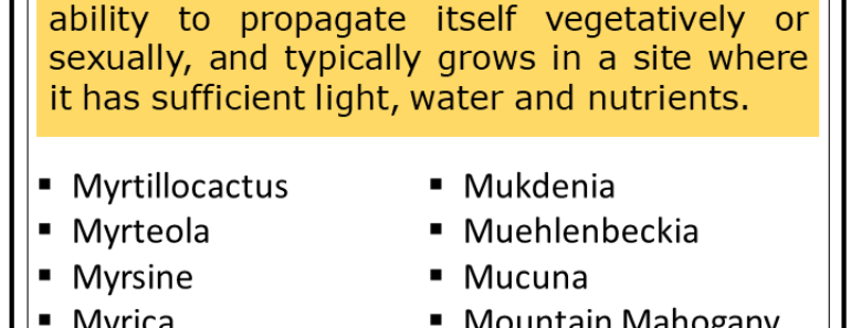 1000+ Plants That Start With M (Complete List)