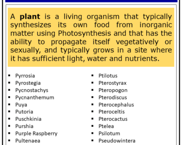 Plants That Start With P