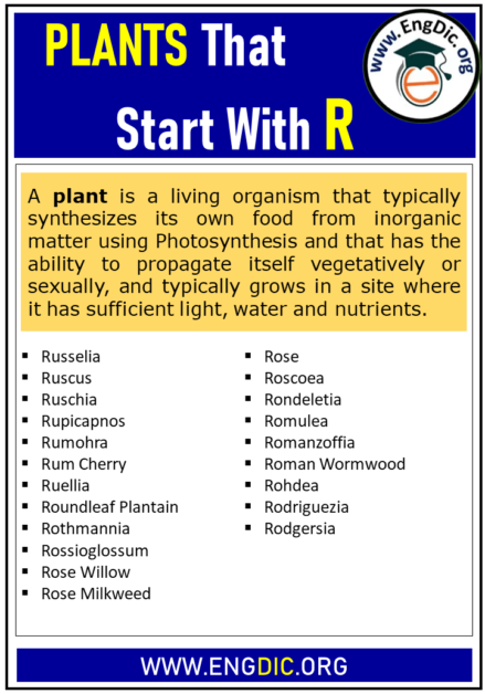 1000-plants-that-start-with-r-complete-list-engdic