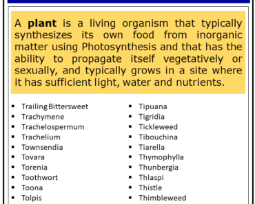 1000+ Plants That Start With T (Complete List)