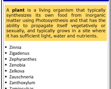 Plants That Start With Z