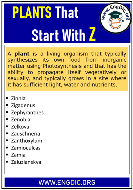 40-plants-that-start-with-z-complete-list-engdic