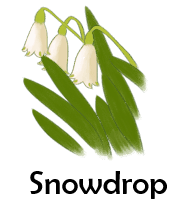 snowdrop 50 Flowers names with Pictures