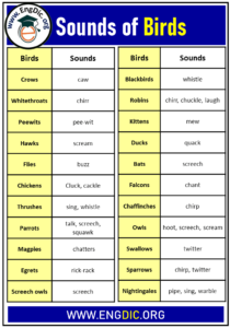 Sounds of Birds in English – List of Birds Cries - EngDic