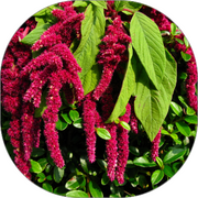 Amaranthus