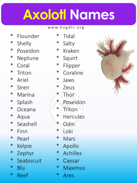 400+ Best Pet Axolotl Names (Male, Female), Cute Axolotl Names - EngDic