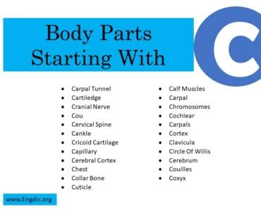50+ Body Parts That Start With C