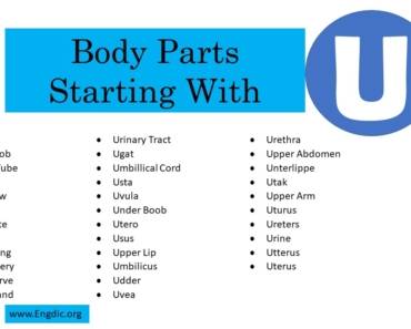 Body Parts That Start With U