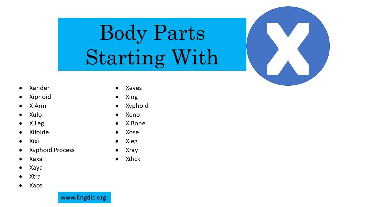 8 Body Parts That Start With X - EngDic