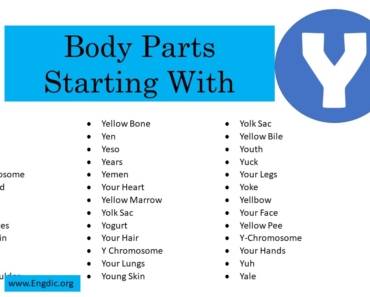 11 Body Parts That Start With Y