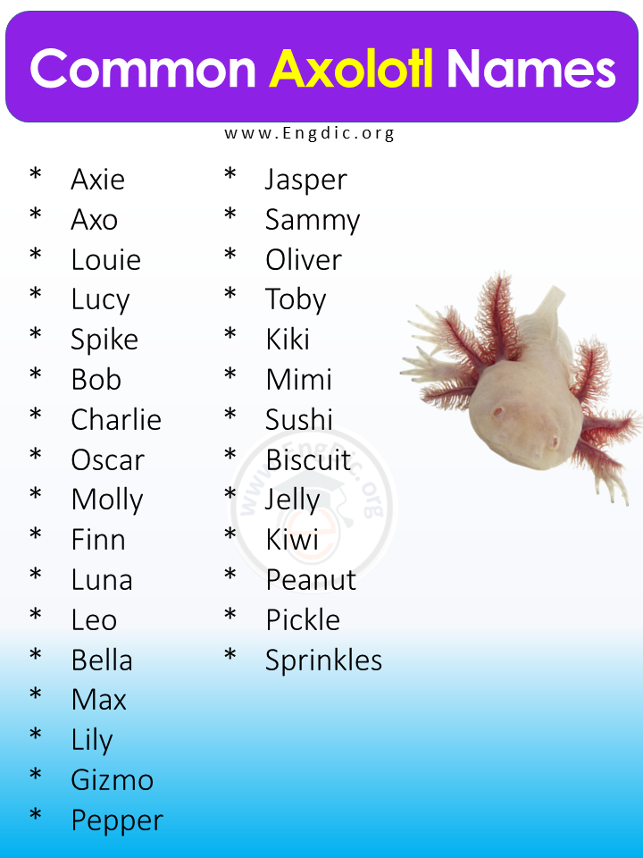 400+ Best Pet Axolotl Names (Male, Female), Cute Axolotl Names - EngDic