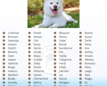 80+ Cute Florida Dog Names (Male, Female, Unisex)