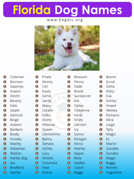 80+ Cute Florida Dog Names (Male, Female, Unisex) - EngDic