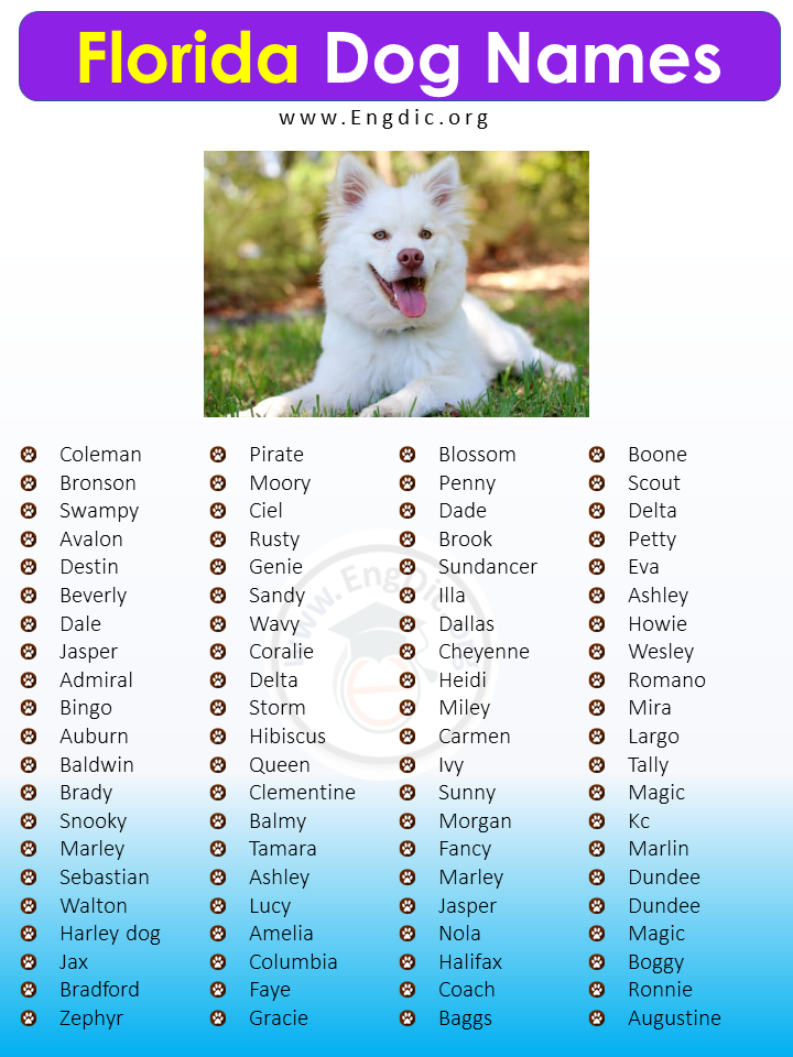 80+ Cute Florida Dog Names (Male, Female, Unisex) – EngDic