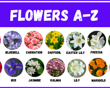 1000+ Flowers That Start With A to Z