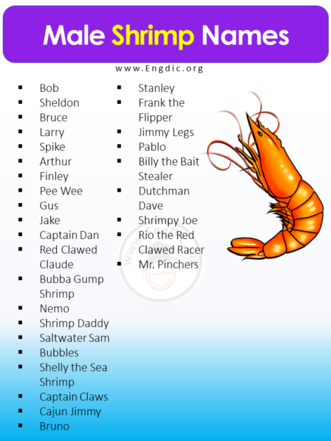 200+ Best Pet Shrimp Names (Cute and Funny) – EngDic