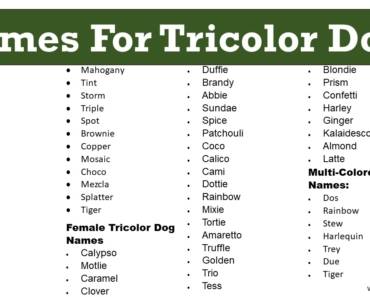 100+ Names For Tricolor Dogs