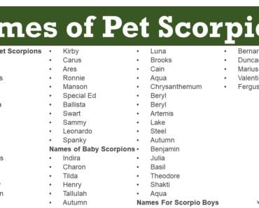 100+ Pet Scorpions Names