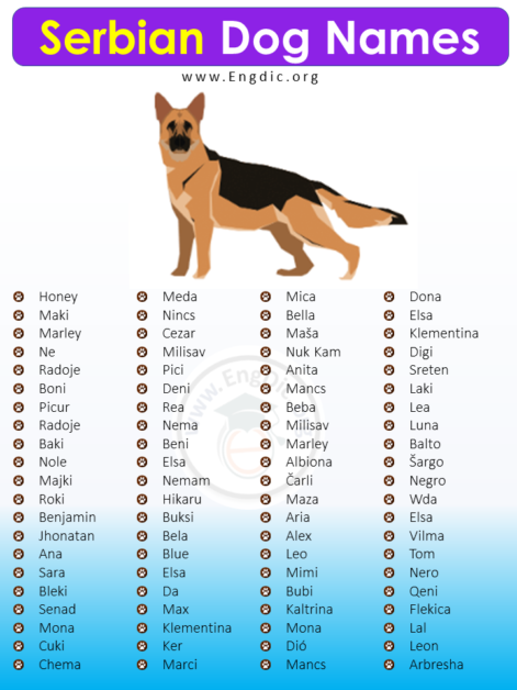 100+ Serbian Dog Names (Male, Female, Unisex) - EngDic