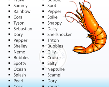 200+ Best Pet Shrimp Names (Cute and Funny)