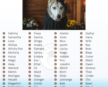 300+ Popular Witch Dog Names (Male, Female, Unisex)