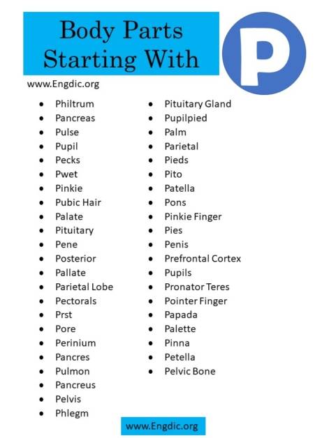 50 Body Parts That Start With P - EngDic