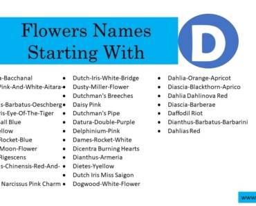 500 Flowers That Start With D (All Color Flowers)