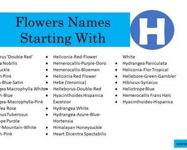 500 Flowers That Start With H (All Color Flowers)