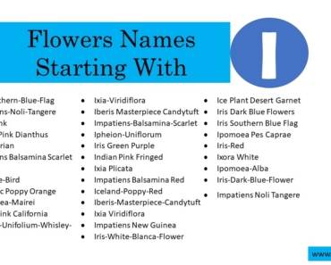 400 Flowers That Start With I (All Colors Flowers)