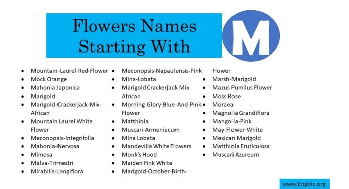 flowers that start with m with pictures