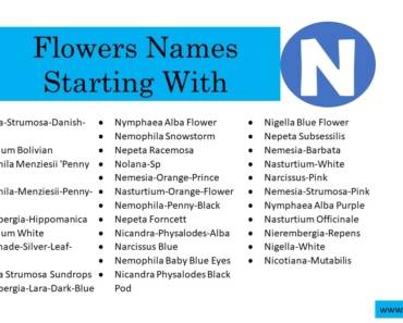 80 Flowers That Start With N (All Colors Flowers)